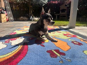 Accoppiamento chihuahua maschio per vostra chihuah