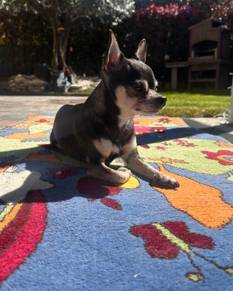 Accoppiamento chihuahua maschio per vostra chihuah