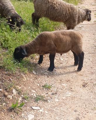 Agnelli suffolk