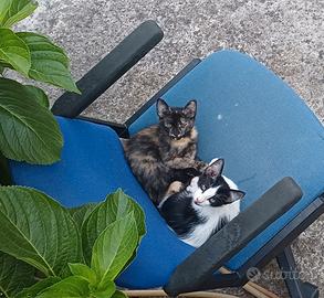 Gattini da adottare
