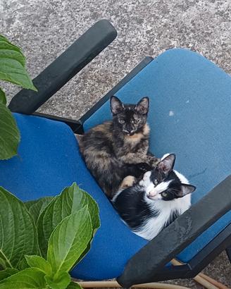 Gattini da adottare