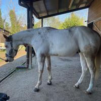 Cavallo paint