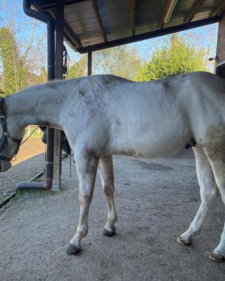 Cavallo paint