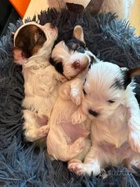 Yorkshire biewer terrier toy