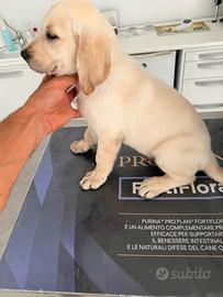 Cucciolo Maschio di Labrador