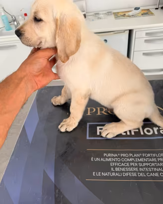 Cucciolo Maschio di Labrador