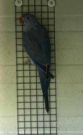 P.D.C. Viola doppio fattore portatore cleartail
