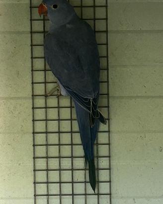 P.D.C. Viola doppio fattore portatore cleartail