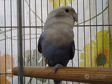 Inseparabile Femmina