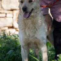 Uno sguardo d'amore : RICKY