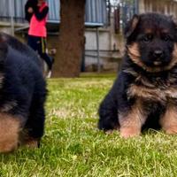 Cuccioli pastore ENCI