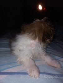 Shitzu toy di 5 mesi