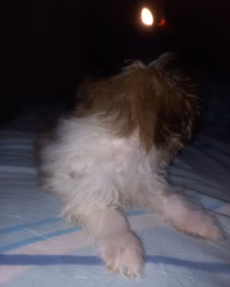 Shitzu toy di 5 mesi