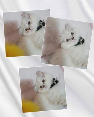 Gattino persiano Brithish Long hair occhi azzurri