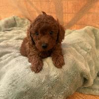 Maschietti dí barboncino toy