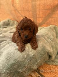 Maschietti dí barboncino toy