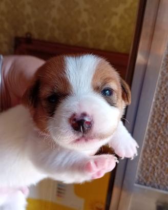 Jack russell
