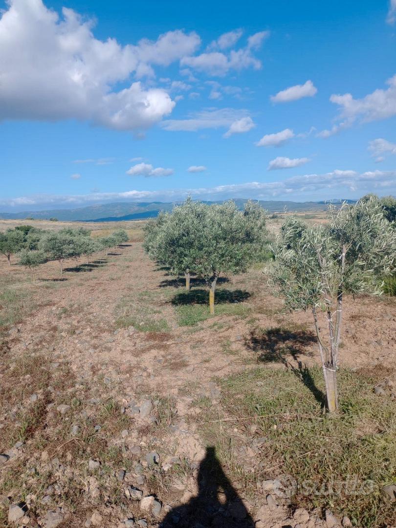 Terreno con ulivi - Altro