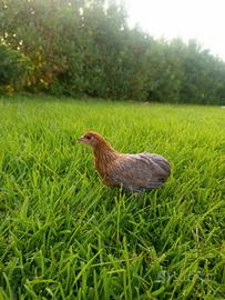 Galline Araucana