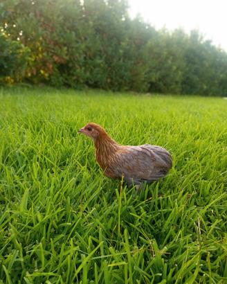 Galline Araucana