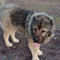 Maschio adulto per monta