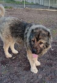 Maschio adulto per monta