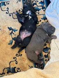 Cuccioli cane corso