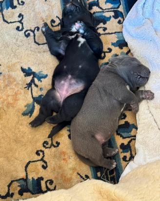 Cuccioli cane corso