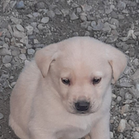 Cuccioli labrador retriever