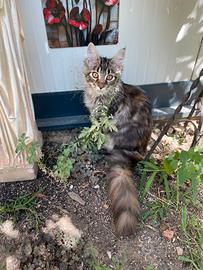 Cuccioli Maine Coon