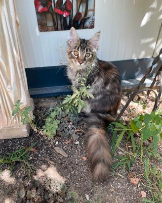 Cuccioli Maine Coon