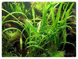 Pianta acquario Cryptocoryne crispatula