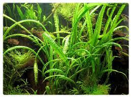 Pianta acquario Cryptocoryne crispatula