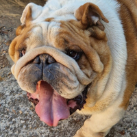 Bulldog Inglese per monta Tantissima Struttura