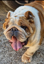 Bulldog Inglese per monta Tantissima Struttura