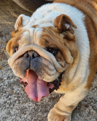 Bulldog Inglese per monta Tantissima Struttura