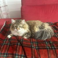 Per accoppiamento , maschio Siberiano