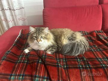 Per accoppiamento , maschio Siberiano