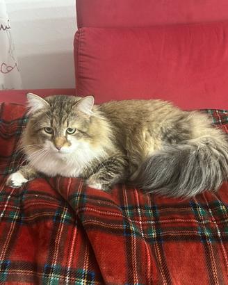 Per accoppiamento , maschio Siberiano