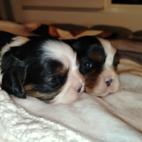 Cavalier king con pedigree enci