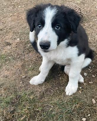 Cuccioli di Border Collie