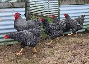 Barred rock ovaiole allevati a terra