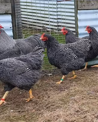 Barred rock ovaiole allevati a terra