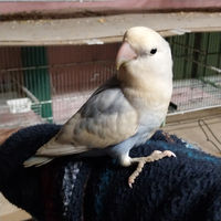 Inseparabile allevato a mano