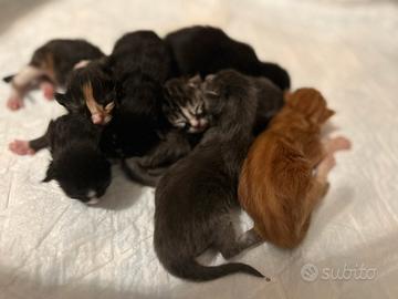 Cuccioli Maine Coon