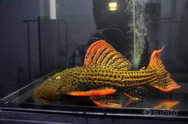 Pseusacanthicus pirarara l 025 - discus loricaridi