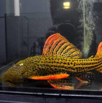 Pseusacanthicus pirarara l 025 - discus loricaridi