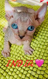 Nido d'amore per piccoli sphynx