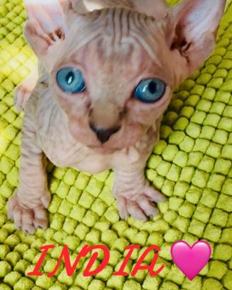 Nido d'amore per piccoli sphynx