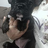 Bull dog francese